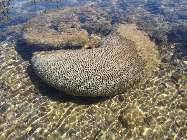 14 brain coral