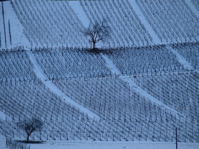 Grape vines in hibernation. In most fields there is a lone tree, left there for the workers to rest under.