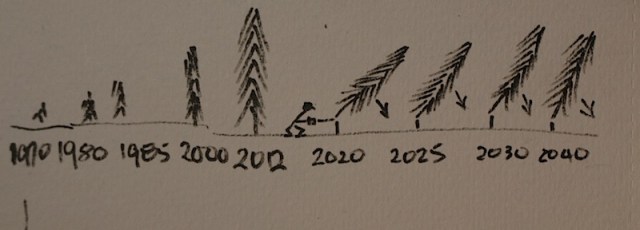 My communication sketch. Josef can point to the dates of when the trees were planted to when they are to be cut down. 