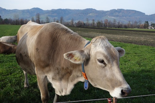 Dreaming of her darling ‘love of thee’ or simply enjoying the sun? 