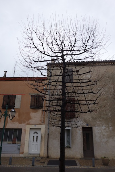 Front view of a manipulated tree. 