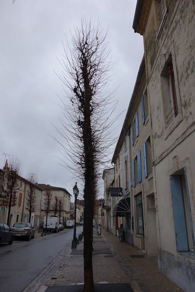 Side view of the same tree. 