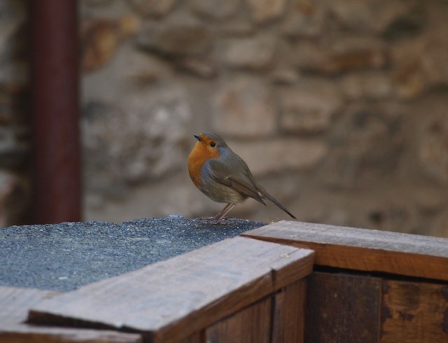 A Rotkehlchen (red breasted robin). 