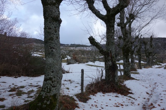 The lichens on the tree trunk attracted me. 