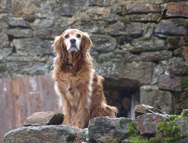 The guardian of Mirandol. 