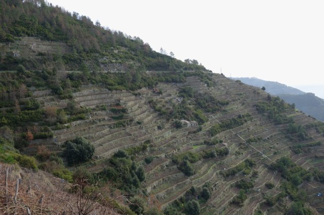  Terraced hillside. 