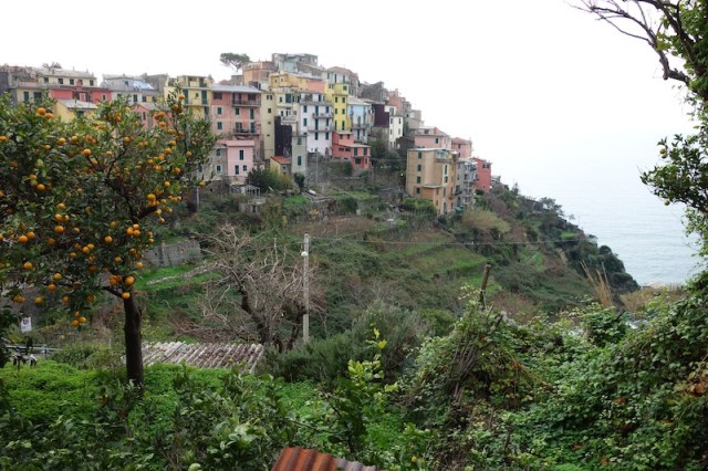 Corniglia from the walking trail. Citrus grows well on the hillsides. 