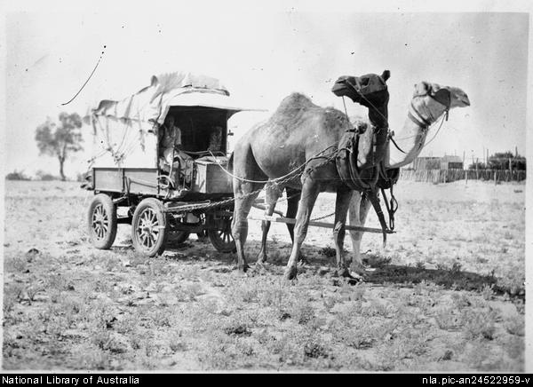 Photo of camels in harness from the National Library of Australia. http://nla.gov.au/nla.pic-an24522959 
