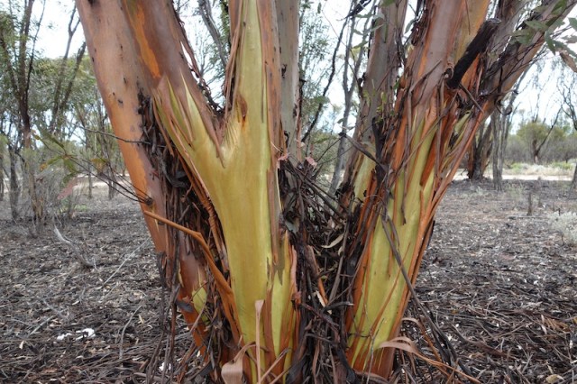 Eucalypt near our morning tea stop today. The colourful wet bark is similar to the rainbow gum. 