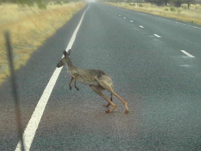 A near miss. After a dry spell kangaroos come to the road to drink from puddles. This one is not in the best of condition. 