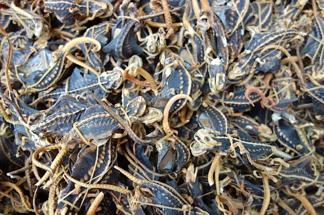 Another box of medicinal lizards. 