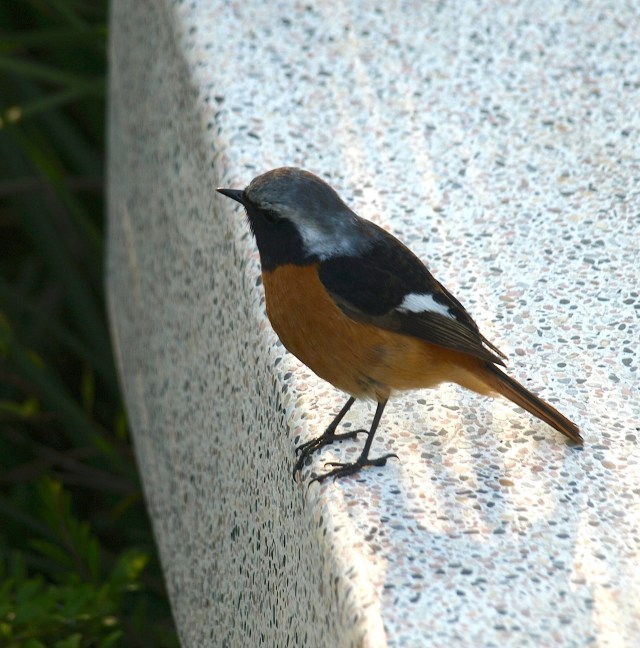 A robin living on the edge in Hong Kong. 