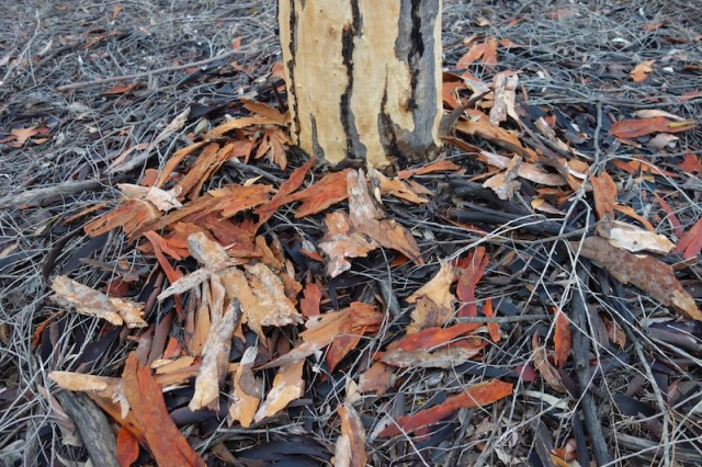 Fallen gum bark. 