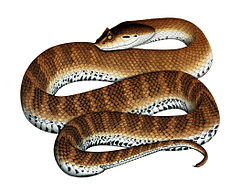 Death Adder. Easily identified as they have an an almost parallel body tapering suddenly to a stumpy tail.