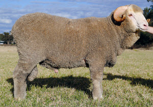 Haddon Rig Stud Sire; 1-334 (M33268). 