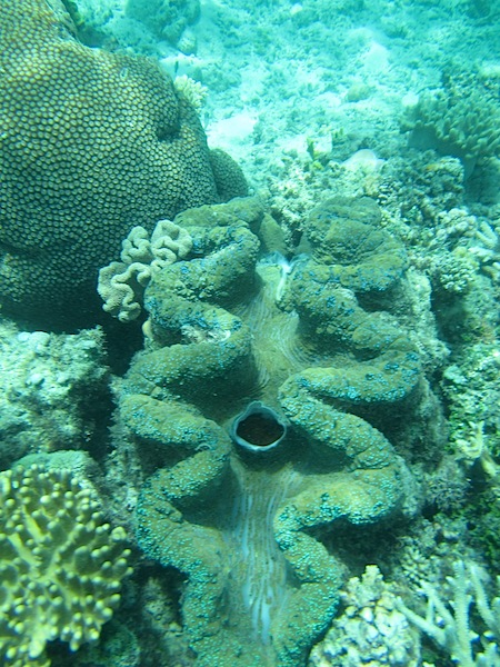 A giant clam. Clams like this one are found in coral reefs throughout Torres Strait and, only if desperate, one could eat them. 