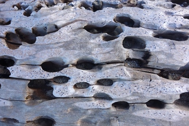 Worm holes in driftwood. 