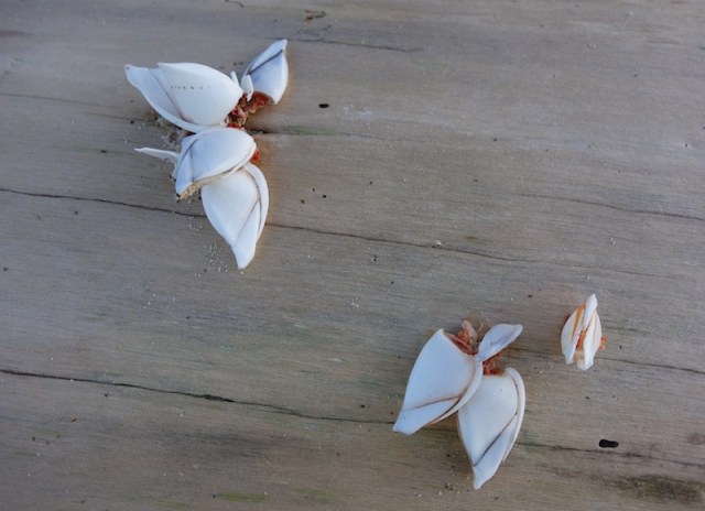 Goose barnacles attached to a log. 