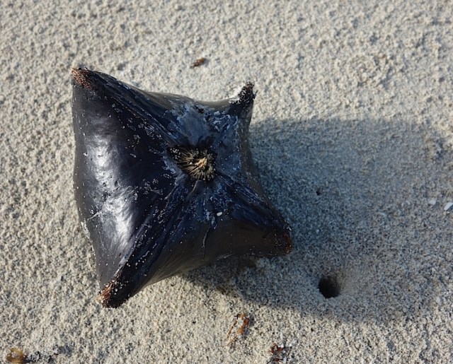  Seed pod. Unknown species. If any readers can identify same please let me know via comments. The pod was about 75mm square