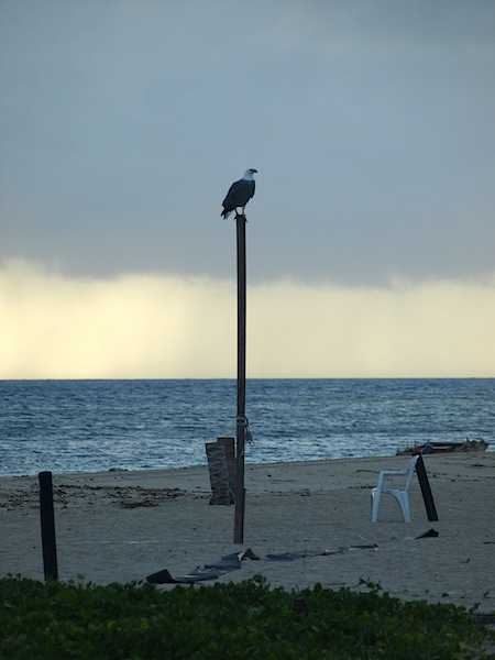 The resident sea eagle preferring a higher vantage point. 