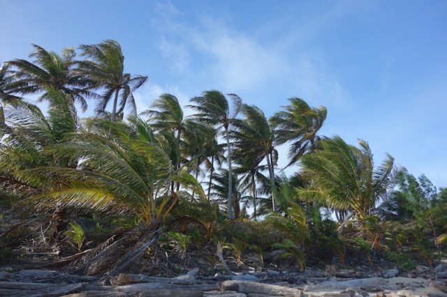 Coconut palms on the high end of Poruma. 