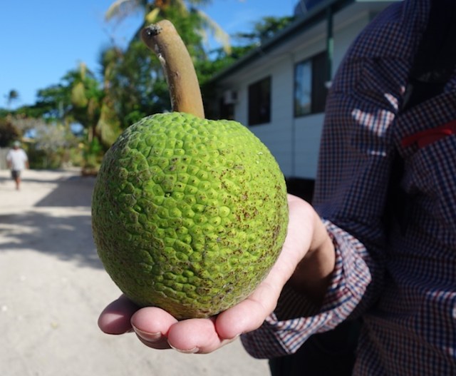 A new experience for me, coming in contact with a breadfruit.