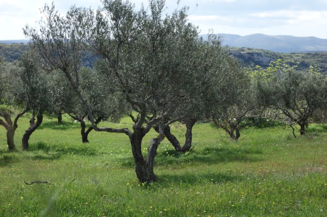Descendants of Athena’s olive tree. 