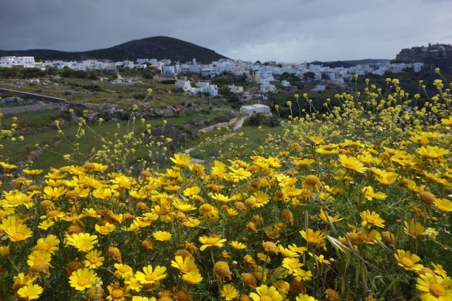Wild daisies and Chora the capital of Kythera. 