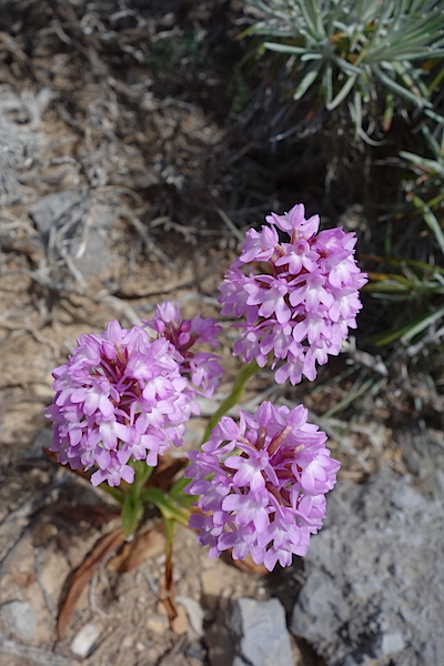 Pyrimidal orchid. Anacamptis pyramidalis 