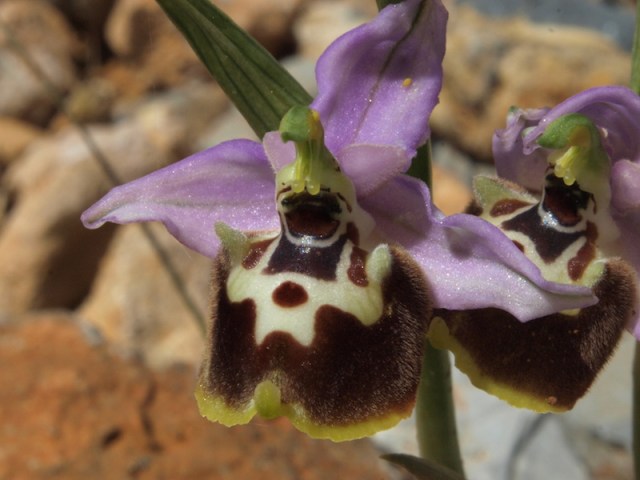 Ophrys episcopalis, one of the miniature orchids growing out of the road gravel. About 12mm across.