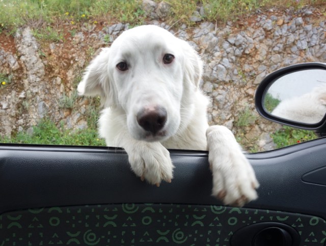 Village guardian saying hello and goodbye on the way down. 