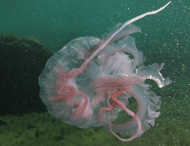 Jelly fish. Image from Kythera Dive Centre via Alexander (Aleko’s grandson). 
