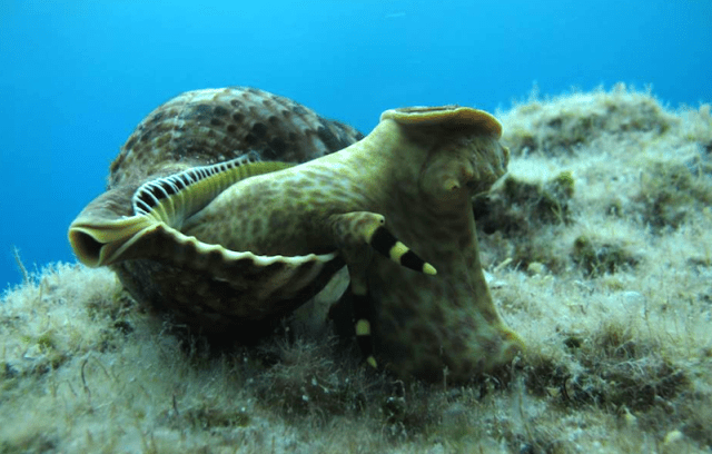  Mollusc on the prowl. 