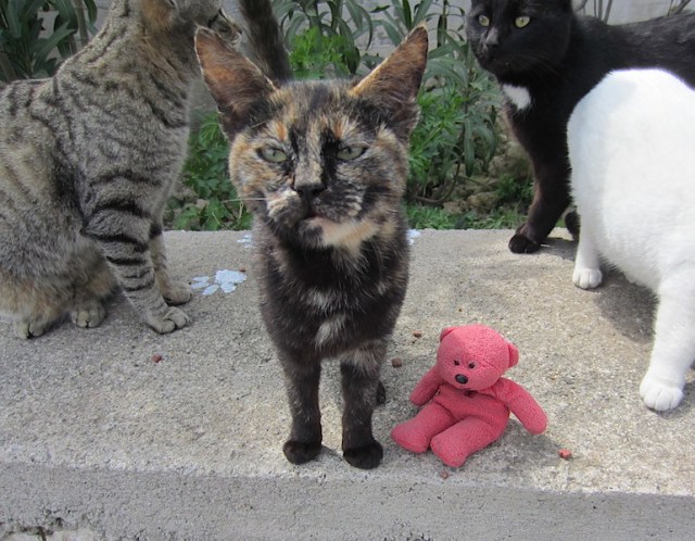 Decision made: ‘Tbear is now my friend and don’t you try to take him away’. 