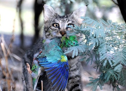 A sneaky feral cat, with one of our beautiful parrots. Image courtesy of Sydney Morning Herald. 