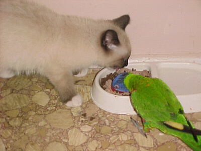 Cat and parrot mates.