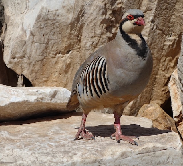 Chukar. (I’ve got one on my list you that you haven’t, David). David is an avid bird-watching friend of ours. 