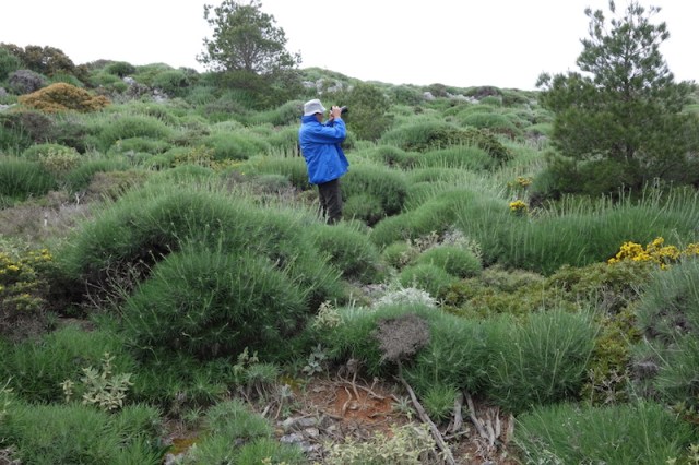 One could be forgiven for thinking that this photograph was taken in the spinifex country of the Australian outback. 