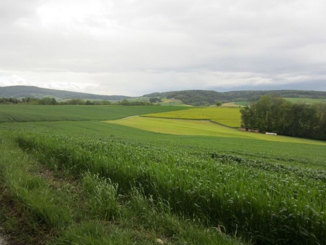 The colours of a Swiss spring---the hues that greeted us on our arrival in Switzerland.