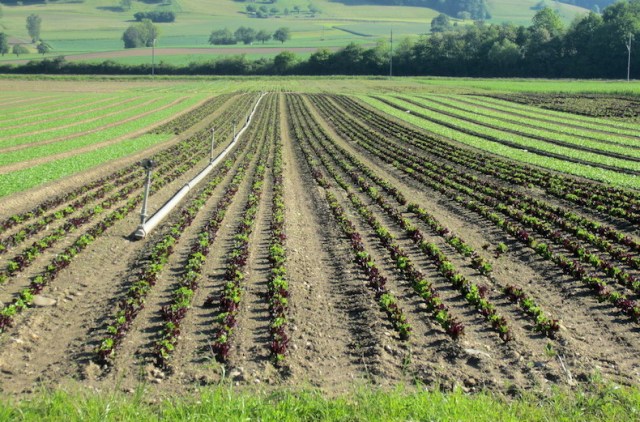 Spring has sprung along the bike path to Zurich. 