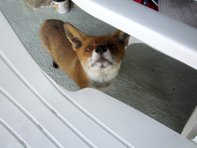Mrs Fox even followed us to the café. 