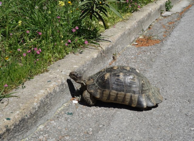 A tortoise taking a chance.