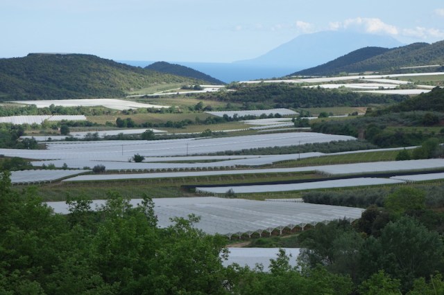Grapevines under covers. 