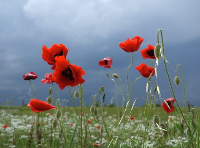 Corn Poppy 