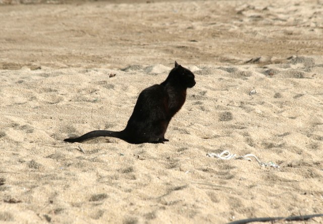  A cat on the job down on the beach nearby. It’s a hack putting your elbow into a cat latrine on a beach. 