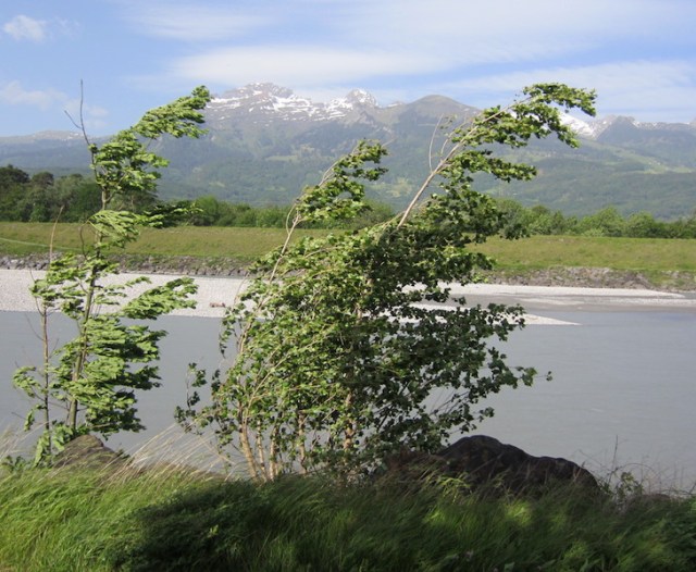 Poplar wind socks on the side of the track. Using nature as a guide to wind speed, trees bend like this when wind is blowing from 30 to 40kph. 