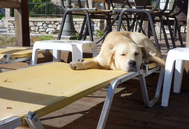 Local dog getting in some sleep on the tourists’ deck chairs before they arrive.