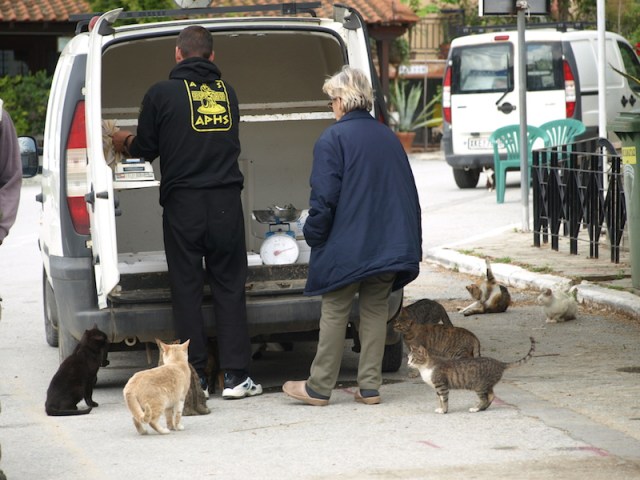 The fish man calls and the strays line up 