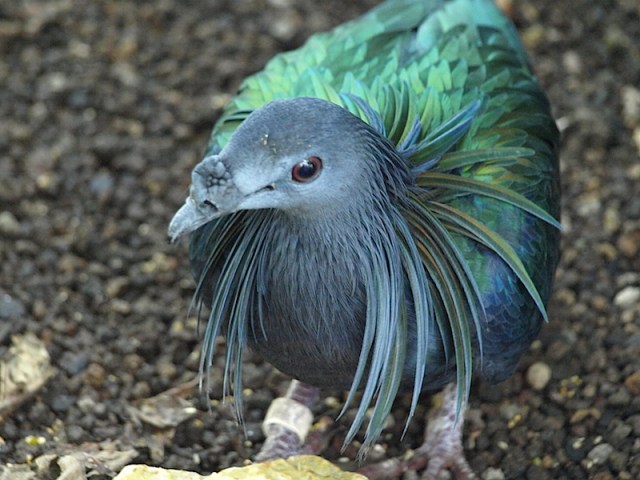Nicobar pigeon (Caleonas nicobarica)