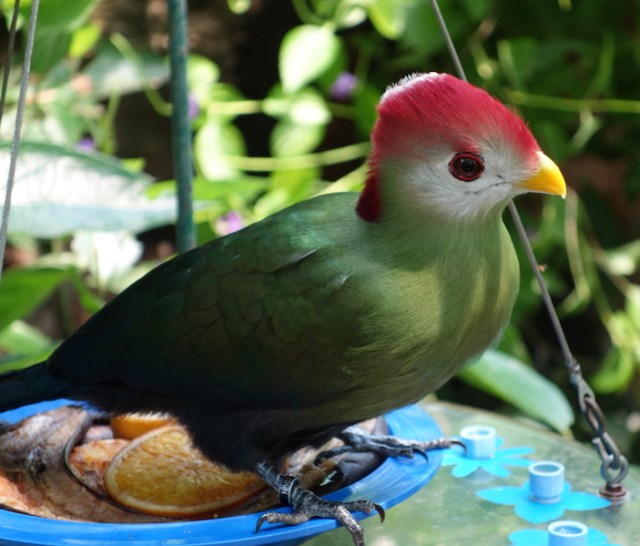 This bird stood about 150mm high. 